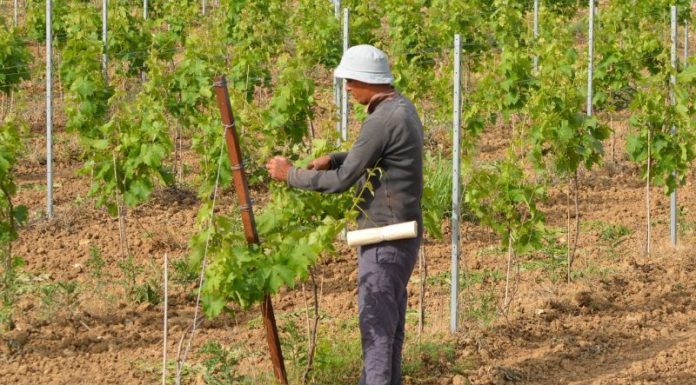 Agricoltura, Uila-Uil “Serve chiarezza su fabbisogno occupazionale”