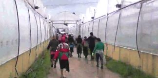 Caporalato a Latina, braccianti agricoli pagati 4 euro all’ora