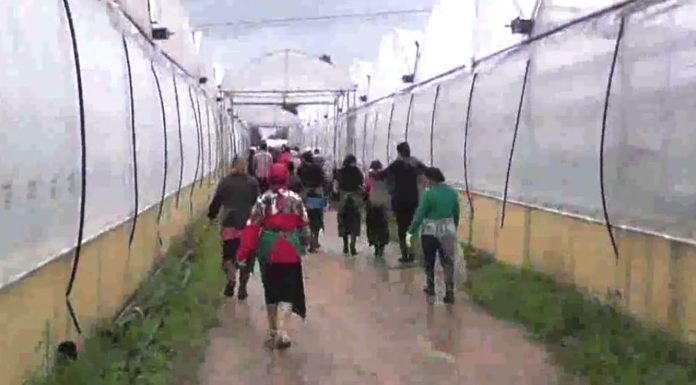 Caporalato a Latina, braccianti agricoli pagati 4 euro all’ora