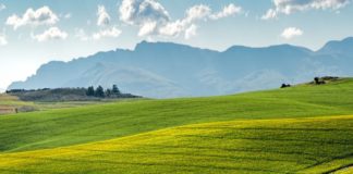 Coronavirus, da Ismea 30 milioni ad aziende agricole e pesca