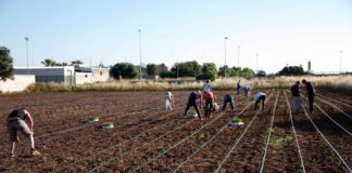 Spesa “donata” o “aspettata”, l’agricoltura sociale per la comunità