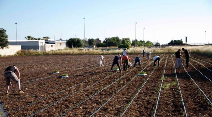 Spesa “donata” o “aspettata”, l’agricoltura sociale per la comunità