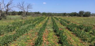 L’impresa sociale al Sud motore di solidarietà e crescita