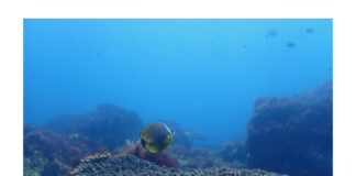 Studio Università di Palermo. L’aumento di CO2 cambierà gli habitat marini