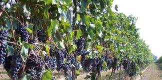 Crisi settore vitivinicolo, incontro regione-produttori