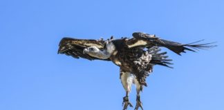 Traffico illegale specie selvatiche a rischio riguarda anche l’Italia