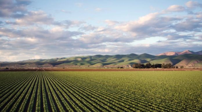 Nel 2019 +5,1% polizze agevolate agricoltura, 8.3 mld valori assicurati