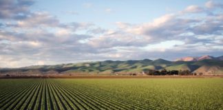 Nel 2019 +5,1% polizze agevolate agricoltura, 8.3 mld valori assicurati