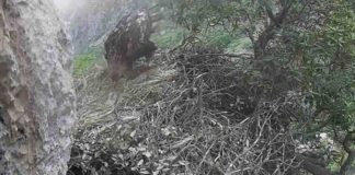 Nel Parco dei Nebrodi nato un piccolo di aquila reale