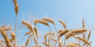 Grano, più sostenibilità e sicurezza alimentare con il progetto Agent