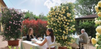 Arriva la siepe anti contagio, alternativa green per distanziamento