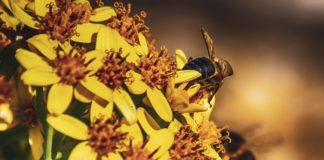 L’impegno della ricerca Crea a tutela delle api