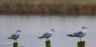 Biodiversità, Lipu “Perdita di specie e habitat si può fermare”