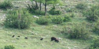 Orso marsicano con 4 cuccioli nel Parco d’Abruzzo, Lazio e Molise