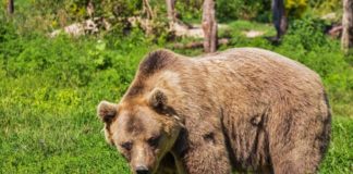 Il Wwf cerca volontari per la tutela dell’orso bruno marsicano