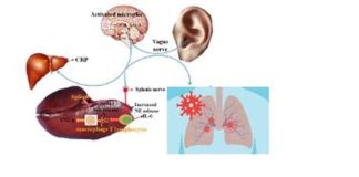 Studio Università di Palermo, da neuroscienze nuove strategie anti-Covid