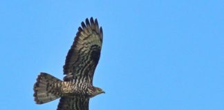 Nel Parco del Beigua crescono i falchi pecchiaioli monitorati