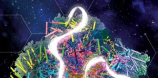 Spliceosoma, come si propaga l’informazione giusta nelle cellule