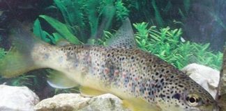 Life Streams, progetto europeo per conservazione trota mediterranea