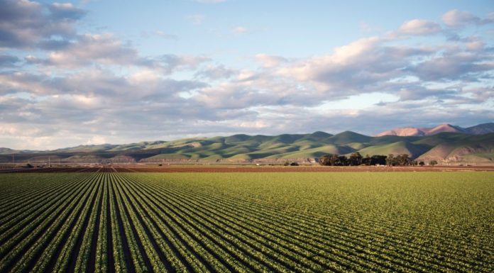 Sud, dall’agricoltura sociale un’opportunità di crescita
