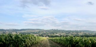 Tabacco, firmato l’accordo Philip Morris-Ont per il raccolto 2020