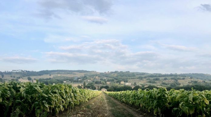 Tabacco, firmato l’accordo Philip Morris-Ont per il raccolto 2020