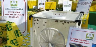 Via libera a vespa samurai salva raccolti