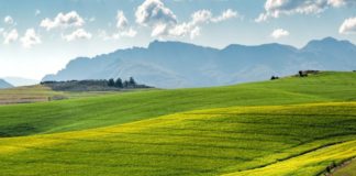 Vespe samurai in campo per salvare agricoltura dalle cimici in Veneto