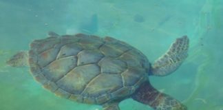 Il Wwf celebra la giornata mondiale delle tartarughe marine