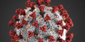 Coronavirus, nessun nuovo decesso in Piemonte