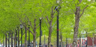 Clima, 6 motivi per curare gli alberi e piantarne di nuovi