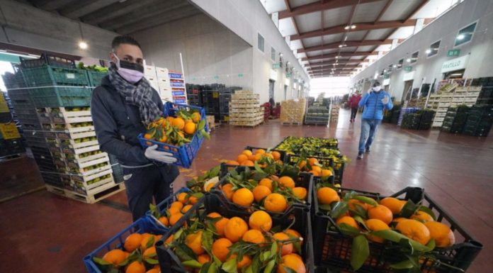 Impatto Covid-19 e Green Deal le nuove sfide per l’agroalimentare