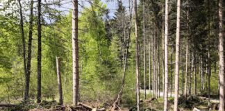 Emilia-Romagna, 3 milioni per le foreste danneggiate