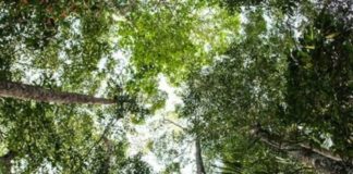 Forestazione e prevenzione incendi, la Calabria stanzia 23 mln