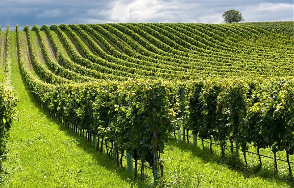 Gli italiani e l’agricoltura, cresce l’attenzione per la qualità