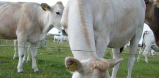 Dalla Regione oltre 2 mln agli allevatori calabresi