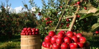 Mele del Trentino nuova Igp italiana, Bellanova “Orgogliosi”