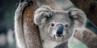 La principale popolazione di koala rischia l’estinzione entro il 2050