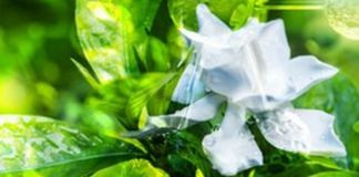 Sequenziato Dna della Gardenia per produzione molecole utili a uomo