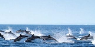 Ketos, centro euromediterraneo del mare e dei cetacei