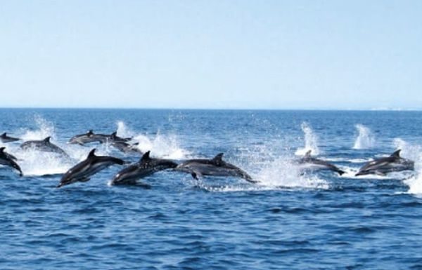 Ketos, centro euromediterraneo del mare e dei cetacei