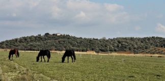 Il Consiglio regionale della Toscana approva il bilancio del parco della Maremma