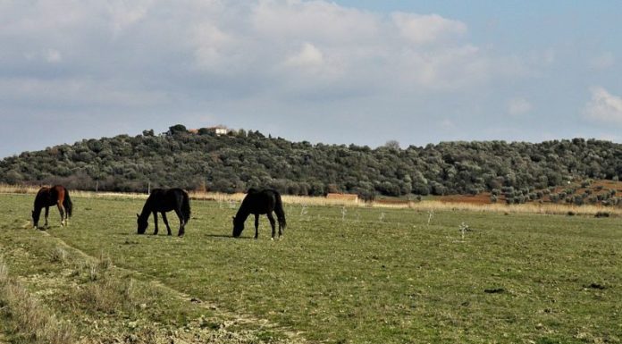 Il Consiglio regionale della Toscana approva il bilancio del parco della Maremma