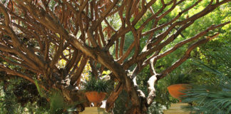 Palermo, riapre al pubblico l’Orto botanico