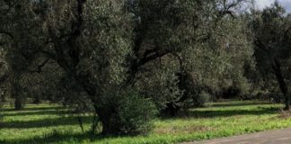 Parco Paduli, app per far conoscere e apprezzare le bellezze