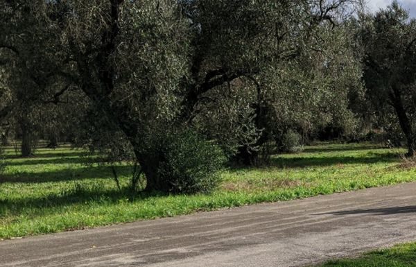 Parco Paduli, app per far conoscere e apprezzare le bellezze