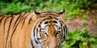 Milioni di trappole minacciano animali selvatici nel sud-est asiatico