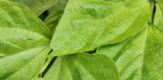 Ripartono progetti green in Friuli Venezia Giulia