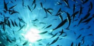 La Regione promuove “Gli stati generali del mare calabrese”