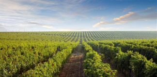 Vitivinicolo, la Regione stanzia 2,8 mln per le imprese pugliesi